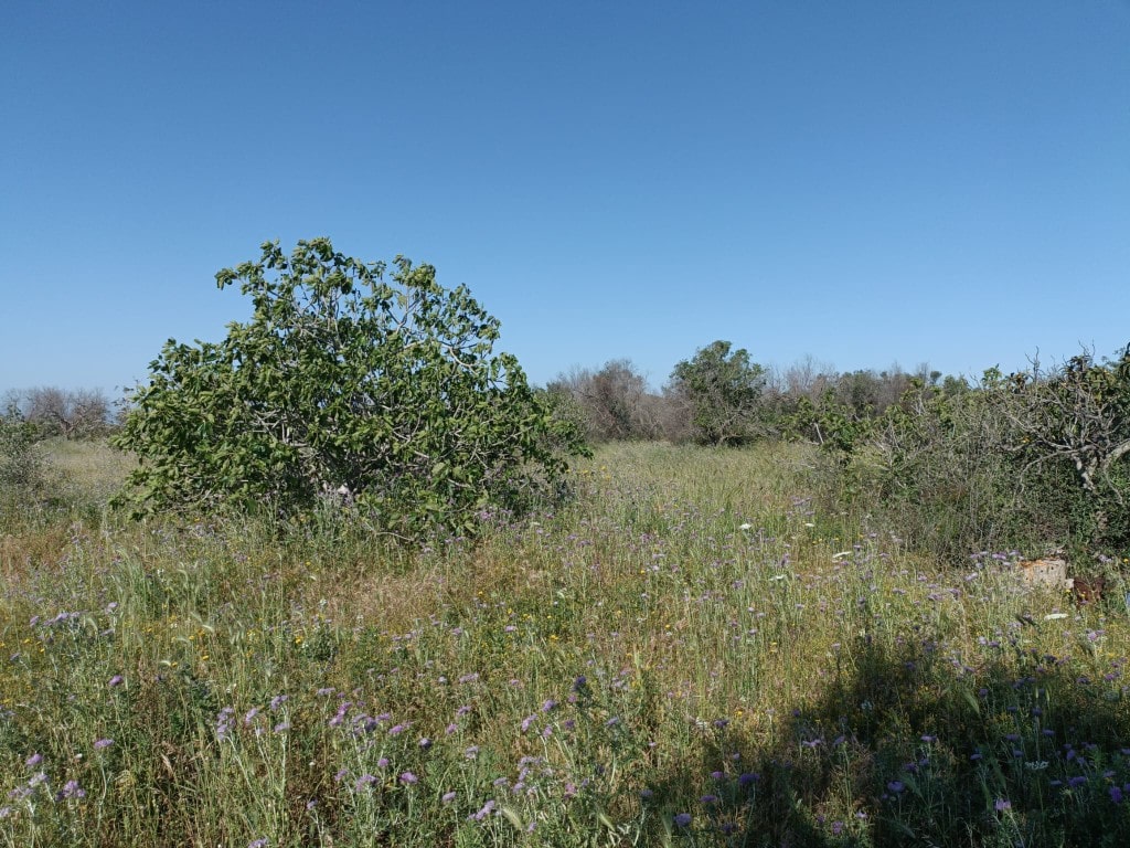 Giano Group Immobiliare